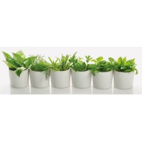Декор Ceramika Color Lakewood Greenline 1 200x600