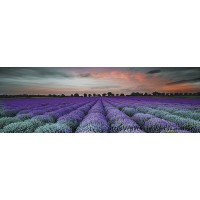Декор Konskie Ceramika Lavender Feld 250X750